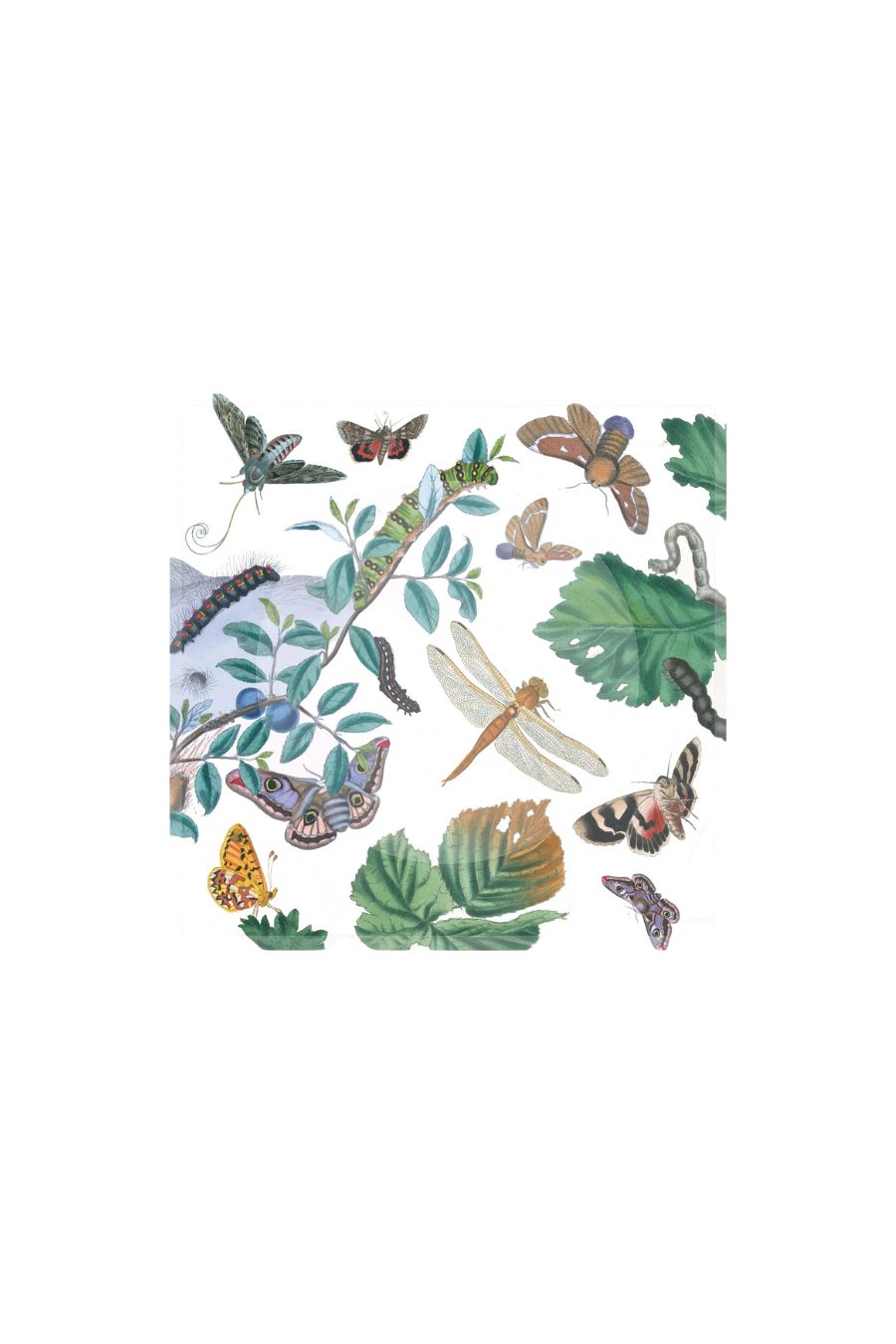 Trinket Bowl | English Moths & Insects